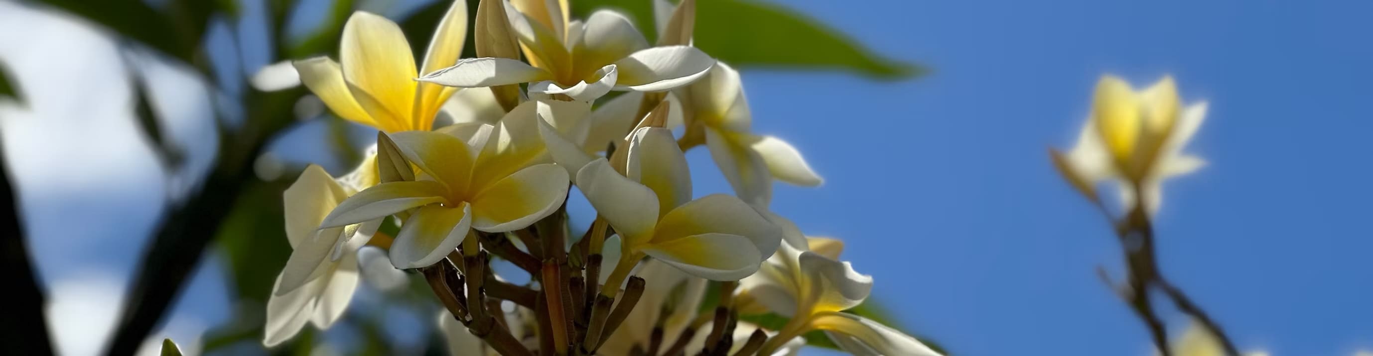 Probate attorney Hawaii Victoria Sakamaki profile banner